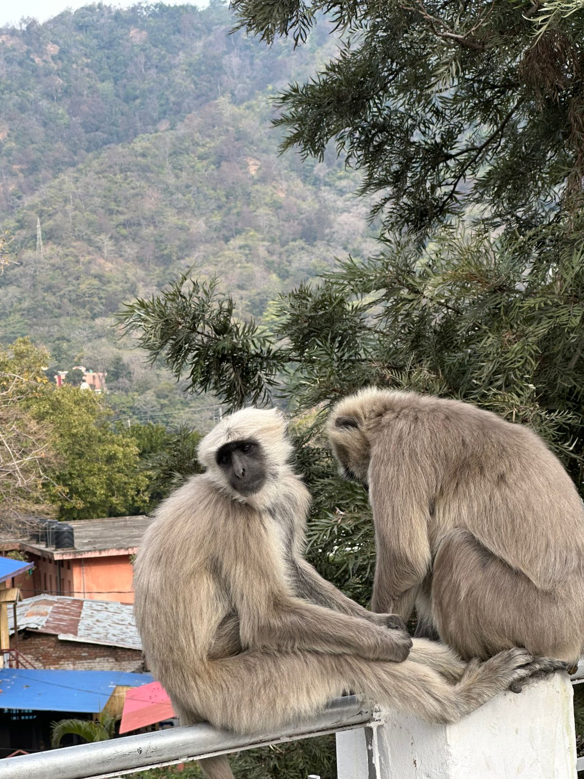 Jungle unexpected guests